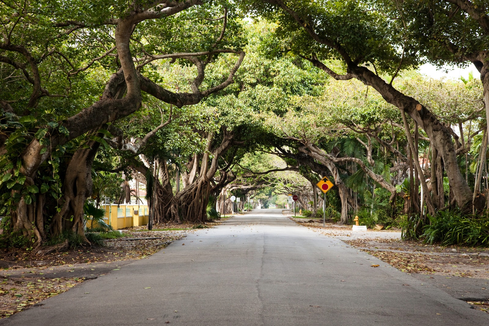 Coral Gables road with trees growing